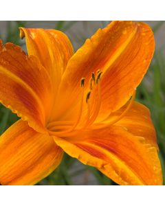 Daylily 'Rocket City' 1G