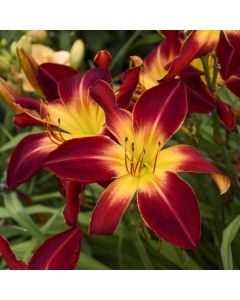 Daylily 'Ruby Spider' 1G