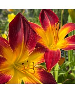 Daylily 'Ruby Spider' 1G
