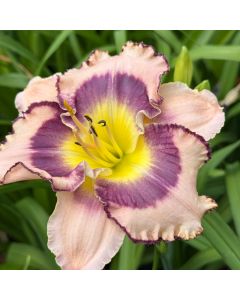 Daylily 'Sound of Heart' 1G