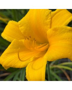 Daylily 'Stella de Oro' 1G