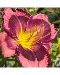 Daylily 'Storm Shelter' 1G