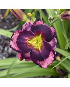Daylily 'Storm Shelter' 1G