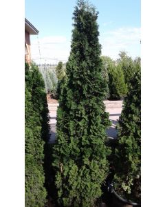 Cedar Degroot Spire