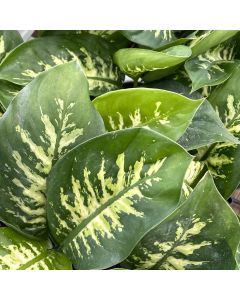 4" Dieffenbachia, Tropic Snow