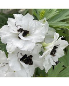 Delphinium 'Black Angels' 1G