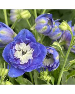Delphinium 'Blue Buccaners' 1G