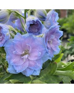 Delphinium 'Blue Lace' 1G