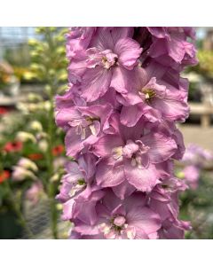 Delphinium 'Chanty' 1G
