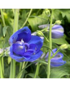 Delphinium 'Cobalt Dreams' 1G