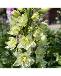 Delphinium Delgenius Neva 1GAL