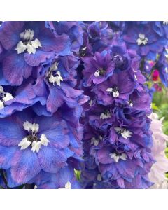 Delphinium 'Guardian Blue' 1G