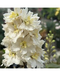 Delphinium 'Mini Stars' 1G