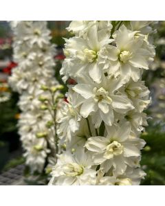 Delphinium 'Neva' 1G