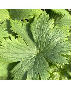 Delphinium 'Pagan Purple' 1G
