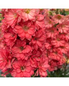 Delphinium 'Red Lark' 1G