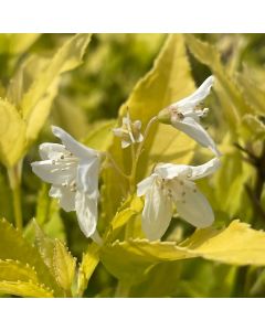Chardonnay Pearls Deutzia