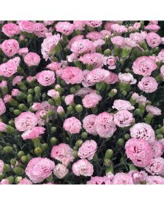 Dianthus 'Applebloss Burst' 1G