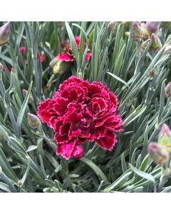 Dianthus 'Black Cherry' 1G
