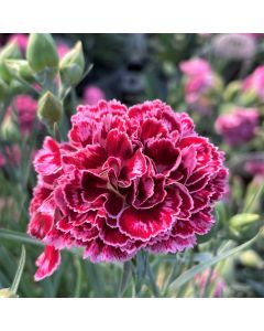 Dianthus 'Cherry Vanilla' 1G