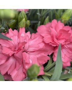 Dianthus 'Classic Coral' 1G