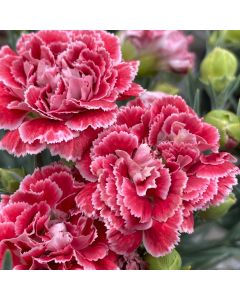 Dianthus 'Coral Reef' 1G