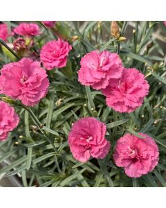 Dianthus 'Double Bubble' 1G