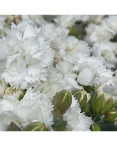 Dianthus 'Frosty' 1G