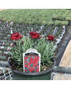 Dianthus 'Electric Red' 1G