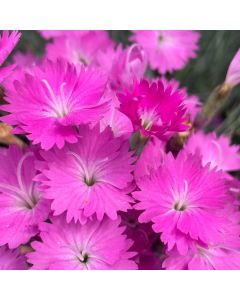 Dianthus 'Firewitch' 1G