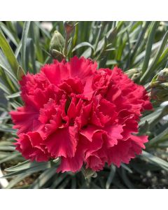 Dianthus 'Cran Cocktail' 1G