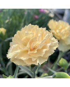 Dianthus 'Hello Yellow' 1G