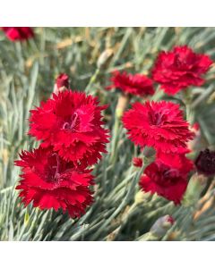 Dianthus 'Maraschino' 1G