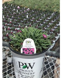 Dianthus 'Paint Fuschia' 1G