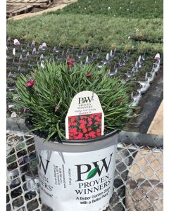 Dianthus 'Paint Magenta' 1G