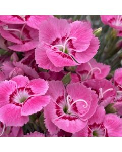 Dianthus 'Strawberry Tart' 1G
