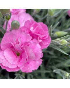 Dianthus 'Sweetie Pie' 1G