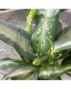 Dieffenbachia Panther 6"