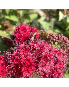 Double Play Doozie Spirea