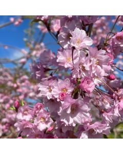 Double Weeping Higan Cherry