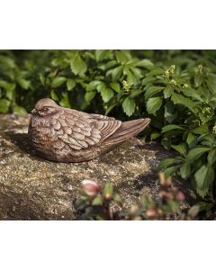 Dove