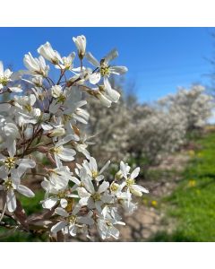 Downy Serviceberry Tree