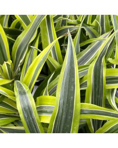4" Dracaena, Lemon Lime