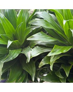 6" Dracaena Janet Craig