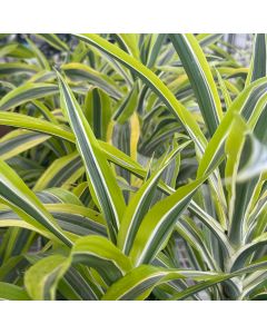Dracaena Lemon Lime 10"