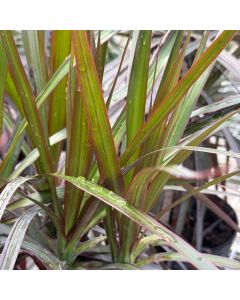 10" Dracaena Marginata Bush