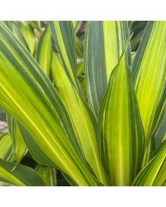Dracaena Marley 10"