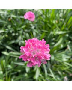 Thrift 'Daydreams' 1G