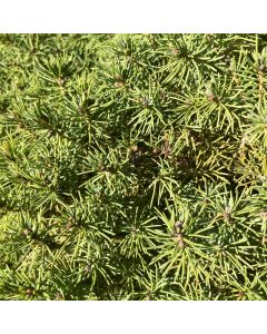 Dwarf Alberta Spruce