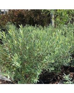 Dwarf Blue Arctic Willow